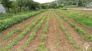 Azienda agricola biologica con certificazione che si occupa di coltivazione raccolta spontanea