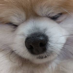 Ayaka