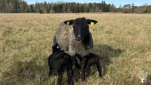 Human scale Permaculture farming with hens, sheep, pigs and vegetables.
