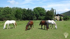 Family home and garden - rural, Smallholding, Market Garden