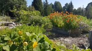 Family life in the country side with a big vegetable garden, chickens,  a cat and a dog