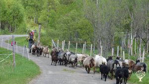 Eco Lodge/Wilderness Adventures, Livestock Farm