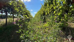 BioWeingut in Württemberg  mit Weinausbau, Vermarktung und Gastronomie, Ackerbau und Vieh
