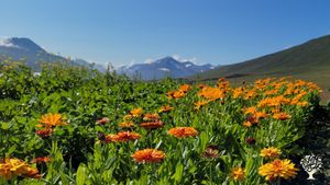 Organically-certified farm growing outdoor vegetables and raising sheep for dairy.