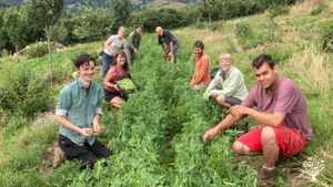 Organic CSA market garden in the Teign Valley