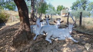 Elevage de chèvres et autres ateliers vivriers
