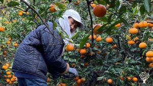 <JJ127>자연과 예술, 사람을 엮는 유기농 감귤 농장 / Where nature and art meet people–organic tangerine farm