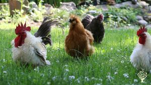 Eggs are supplied by the neighbour as those guys are just that, guys! Also changing in numbers...