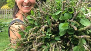 Permaculture learning farm near North Cascades Mountains