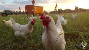 Biobauernhof mit Ziegen, Hühnern und Schweinen sowie  Hofkäserei und Direktvermarktung