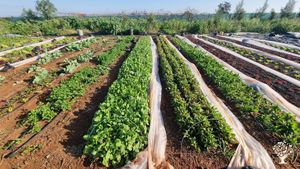 Permaculture inspired farm producing free range eggs, organic no-till veggies and raw honey.