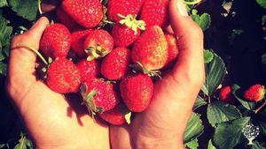 Smallholding, Family farm