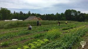 Farm in a cohousing community