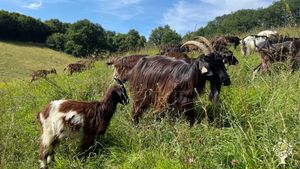Elevage de chèvres des Pyrénées avec transformation fromagère