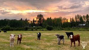 Family run farm - Pastured pigs, Grass fed beef, Hay production. English/Swiss German speaking.