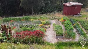 Vegetable garden. The red cabin is where you will sleep.