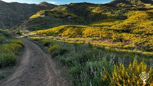 Spring native Superbloom on upper property