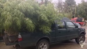 Botanical Garden and Nursery with a worldwide collection of Bamboo, Grasses & Hardy Exotics