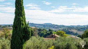 Olivi e casa vecchia 