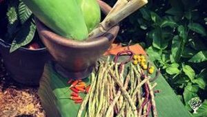 Organic growing space located in the historic Algiers neighborhood of New Orleans