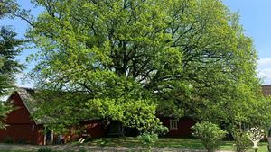 Small homestead in nature