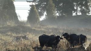 A farm where carabao peacefully graze in the fields.