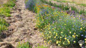 Je suis paysanne-herboriste, je cultive et transforme les plantes aromatiques et médicinales.