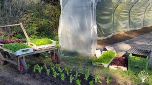 Gemüsegärtnerei, Solidarische Landwirtschaft, Market Garden Betrieb