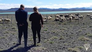 Regenerative farm with sheep, beef, chicken and hens. On farm wool prosesing.