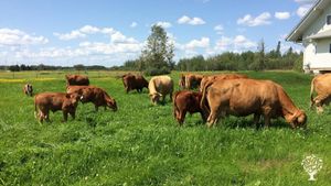 Our little herd