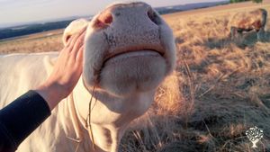 Tier-Mensch-Begegnungshof, Lebenshof für ehemalige Nutztiere und Artenvielfalt