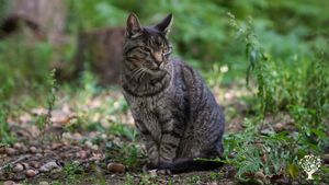 Vegan-oriented animal sanctuary and sustainable farm