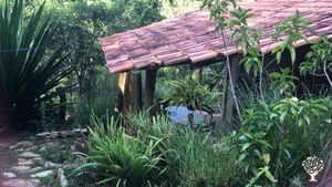 Permaculture. Agroforestry