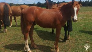 Horse Ranch, Mixed Farm, Family farm, Homestead, Woodlot