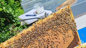 Bee farm  with big green house and reforestation plans