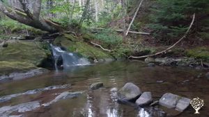 The magical brook that runs through our homestead
