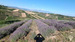 Family home and garden - rural, Flower Garden Farm, Orchard, Olive trees
