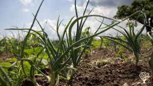 Petite exploitation, Jardin maraîcher, Ferme mixte, Micromaraîchage, Grande cultures, Agroforesterie