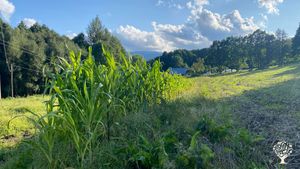 Organic farming plus yoga and meditation center