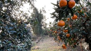 <JJ124>농장 한 가운데서의 멈춤은 치유입니다 / Stopping in the Middle of the Farm is Healing
