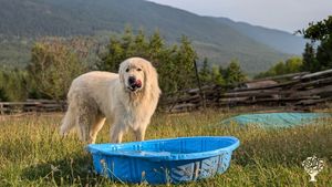 Hobby farm & animal rescue in the West Kootenays