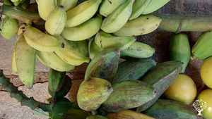 Permaculture. Agroforestry