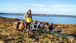 Heste gård med avl. Ammekyrbestning etter økologiske prinsipper.