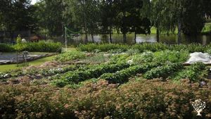 A very small  berry farm just aside the Sundborn river.