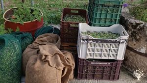 Smallscale Organic Olivefarm