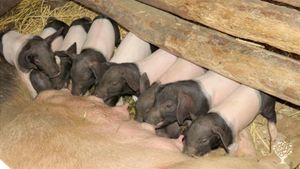 Vielfältiger Selbstversorgerhof erzeugt Lebensmittel mit Zusatznutzen