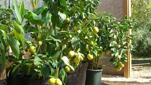 Homestead located in the Ouachita Mountains near Mount Ida - quartz crystal capitol of the world!