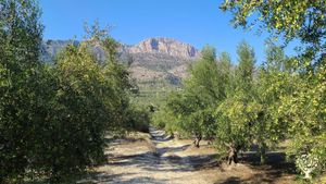 Campo