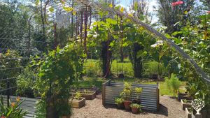 kitchen garden in late summer '23