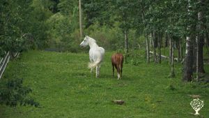 Horse Ranch, Animal Rescue, Nonprofit